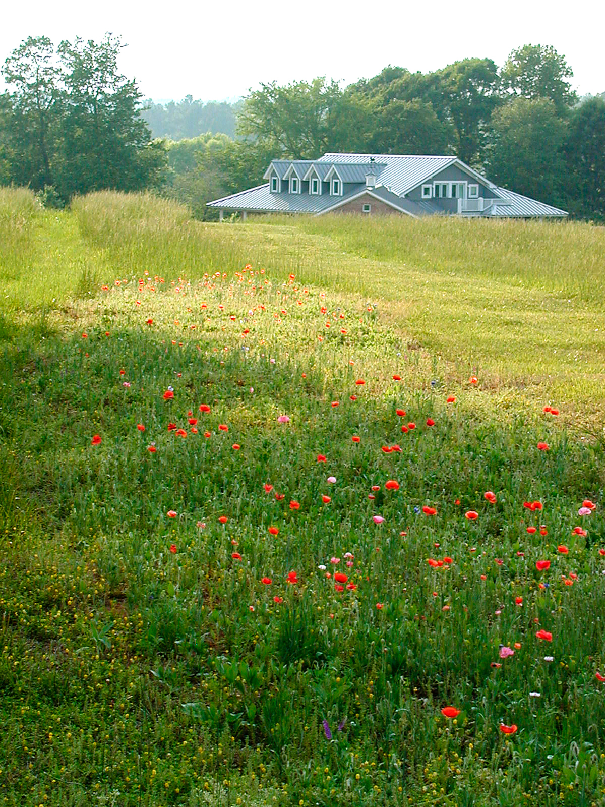 The top of the house visible from a grassy field blooming with red and pink flowers.